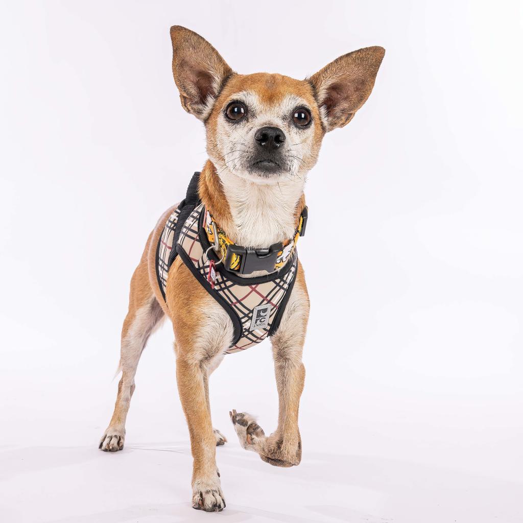 Enlarge Gus Gus 10113, a Adoptable mixed breed in San Francisco, CA image 4/6