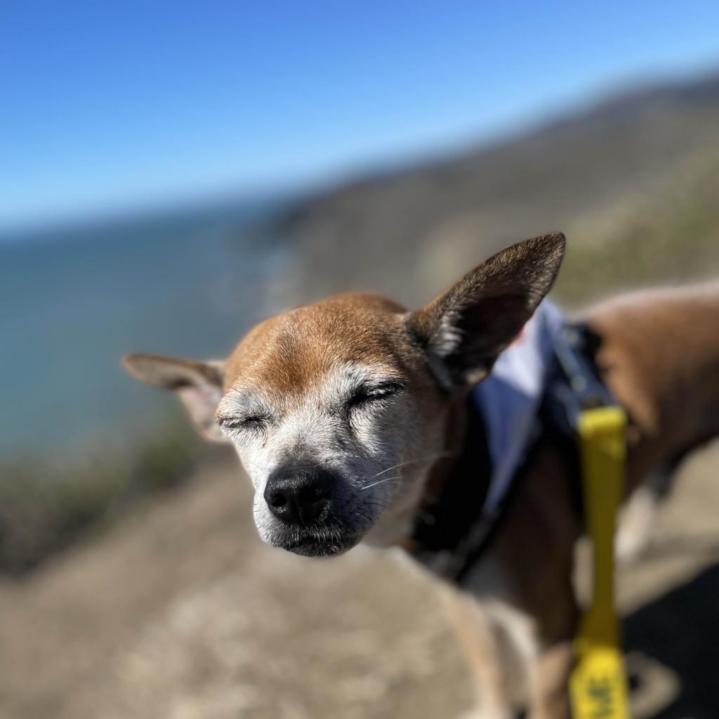 Enlarge Gus Gus 10113, a Adoptable mixed breed in San Francisco, CA image 6/6
