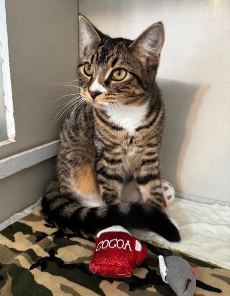 Flash and Muffin, a Adoptable Domestic Short Hair in Hutchinson, MN image 6/6