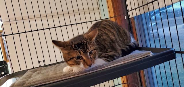 Flash and Muffin, a Adoptable Domestic Short Hair in Hutchinson, MN image 1/6