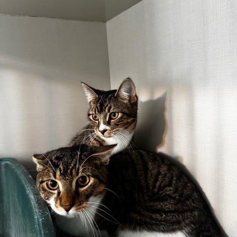 Flash and Muffin, a Adoptable Domestic Short Hair in Hutchinson, MN image 4/6