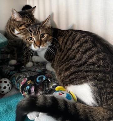 Flash and Muffin, a Adoptable Domestic Short Hair in Hutchinson, MN image 5/6