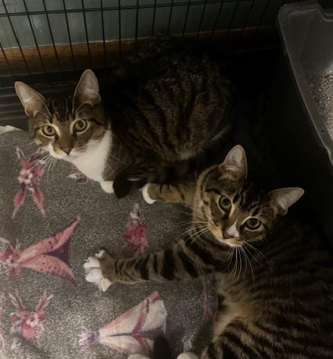 Flash and Muffin, a Adoptable Domestic Short Hair in Hutchinson, MN image 1/5