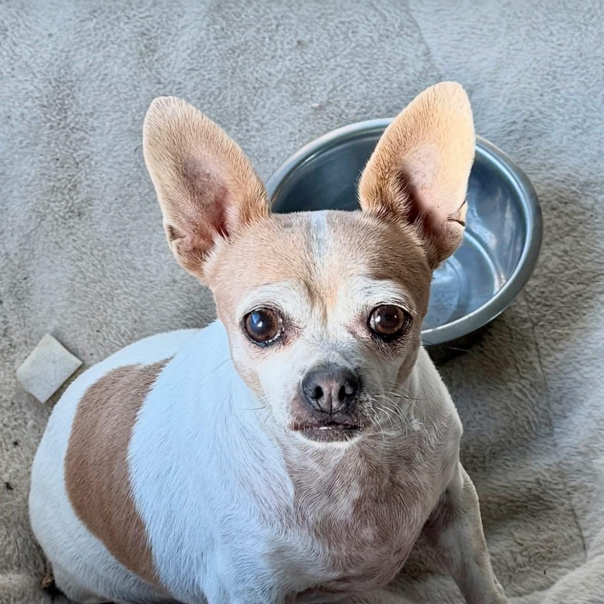 Enlarge Queen Butter Beans, a Adoptable Chihuahua in Wilsall, MT image 1/1