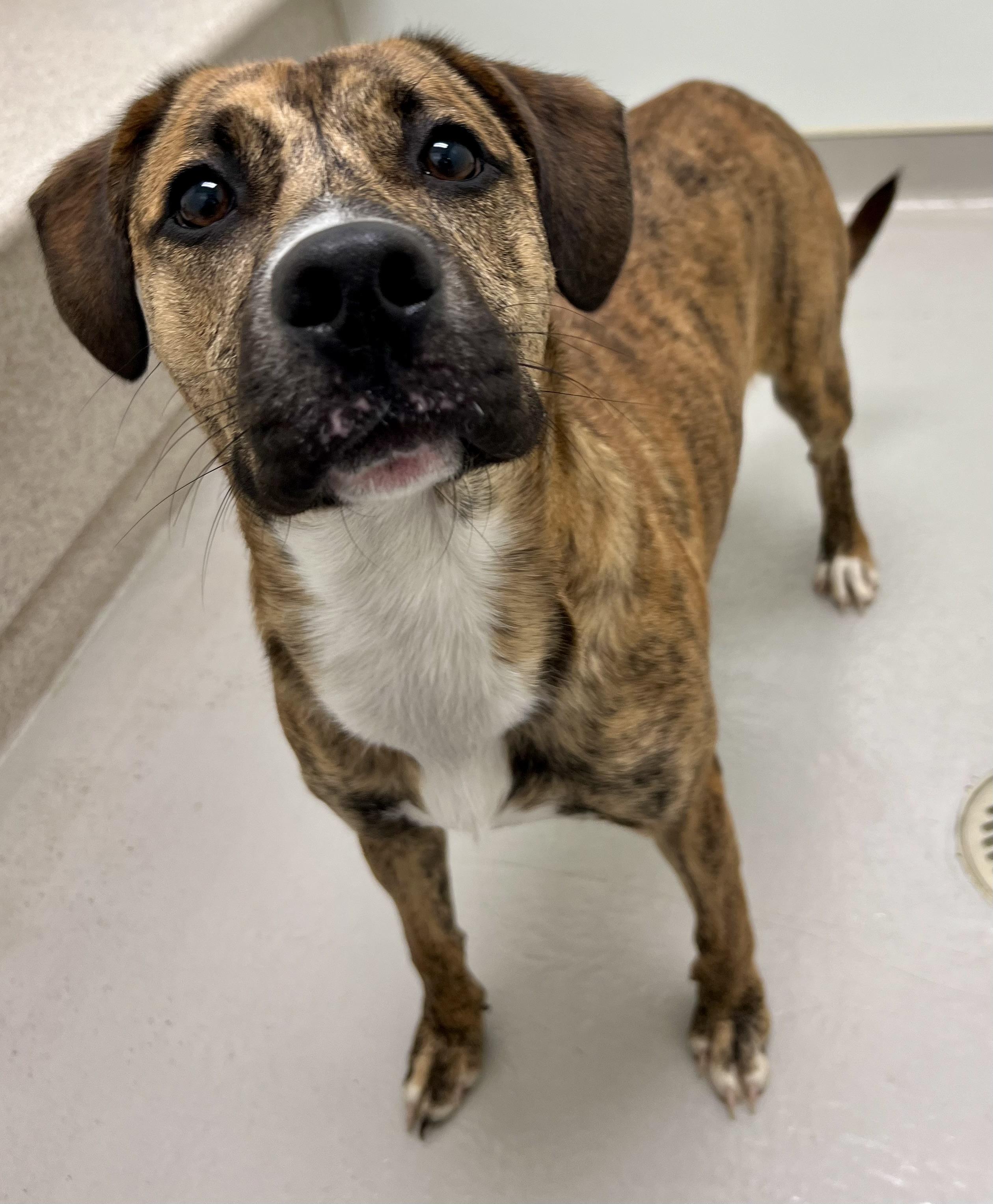 Enlarge Coraline, a Adoptable mixed breed in Danville, IN image 2/4