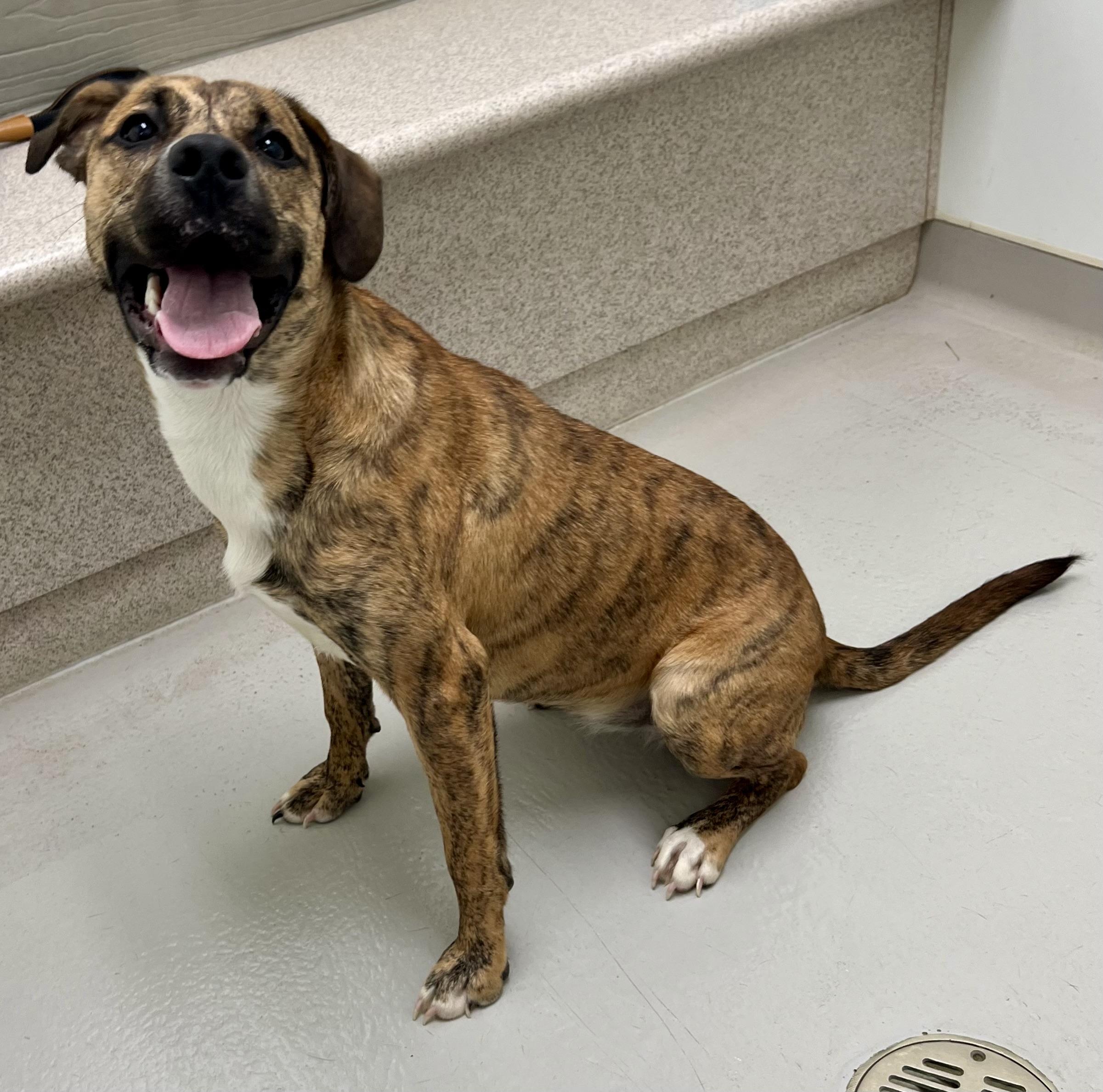 Enlarge Coraline, a Adoptable mixed breed in Danville, IN image 3/4