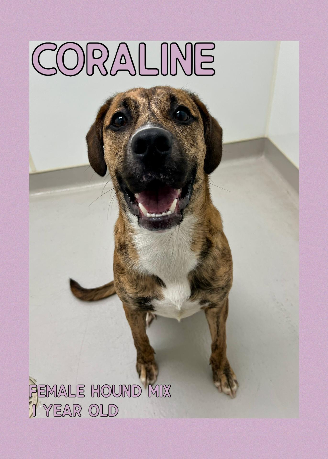 Enlarge Coraline, a Adoptable mixed breed in Danville, IN image 1/4