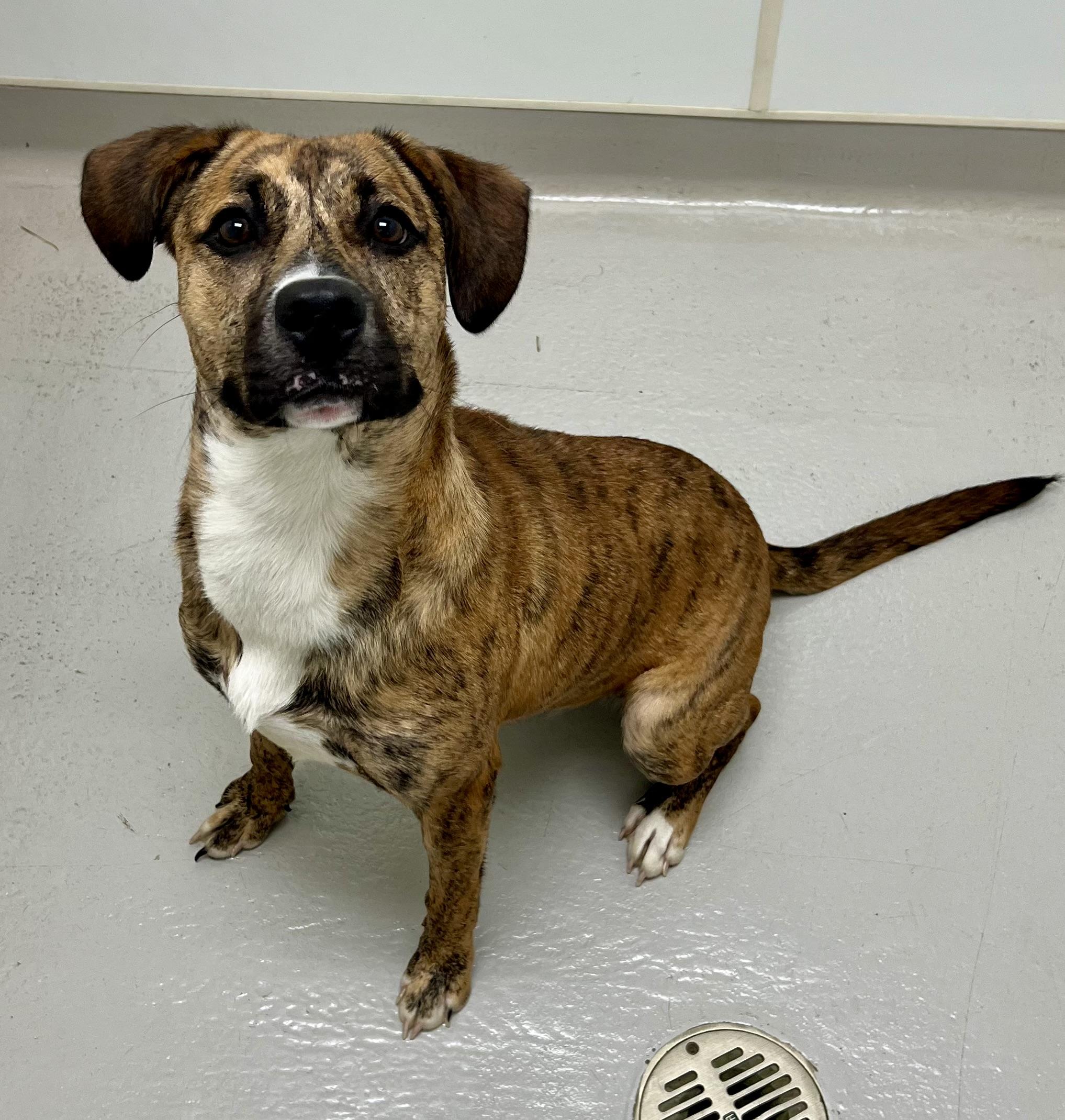 Enlarge Coraline, a Adoptable mixed breed in Danville, IN image 4/4