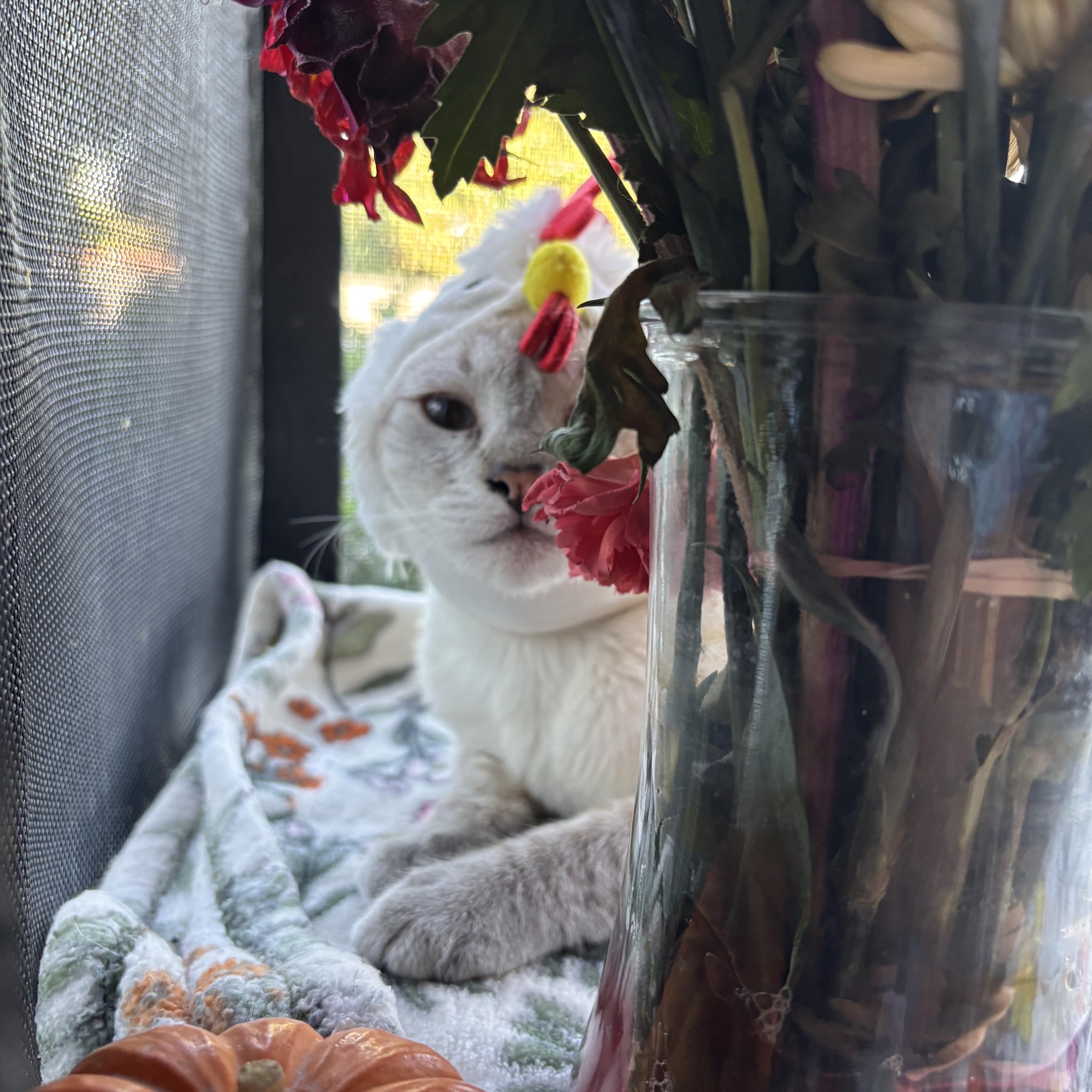 Luca