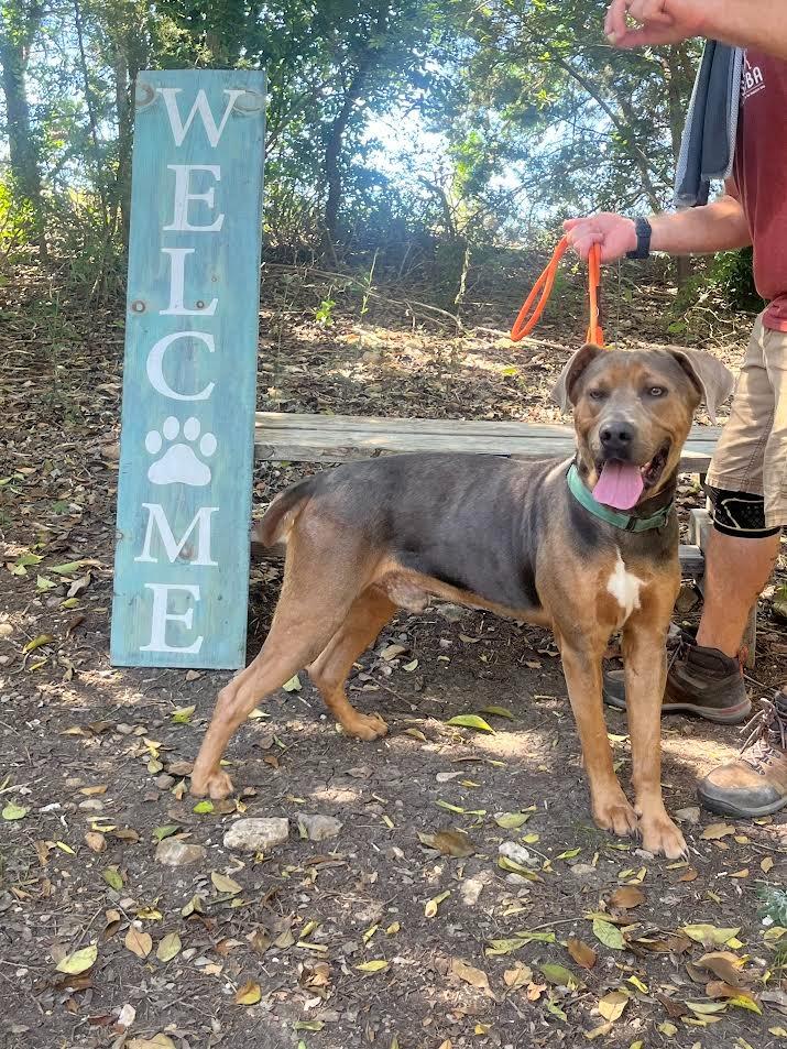 Mufasa, Adoptable, Young Male Terrier.