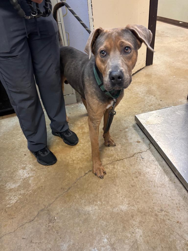 Enlarge Mufasa, a Adoptable Terrier in New Braunfels, TX image 2/6