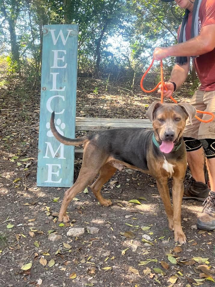 Mufasa, a Adoptable Terrier in New Braunfels, TX image 2/6