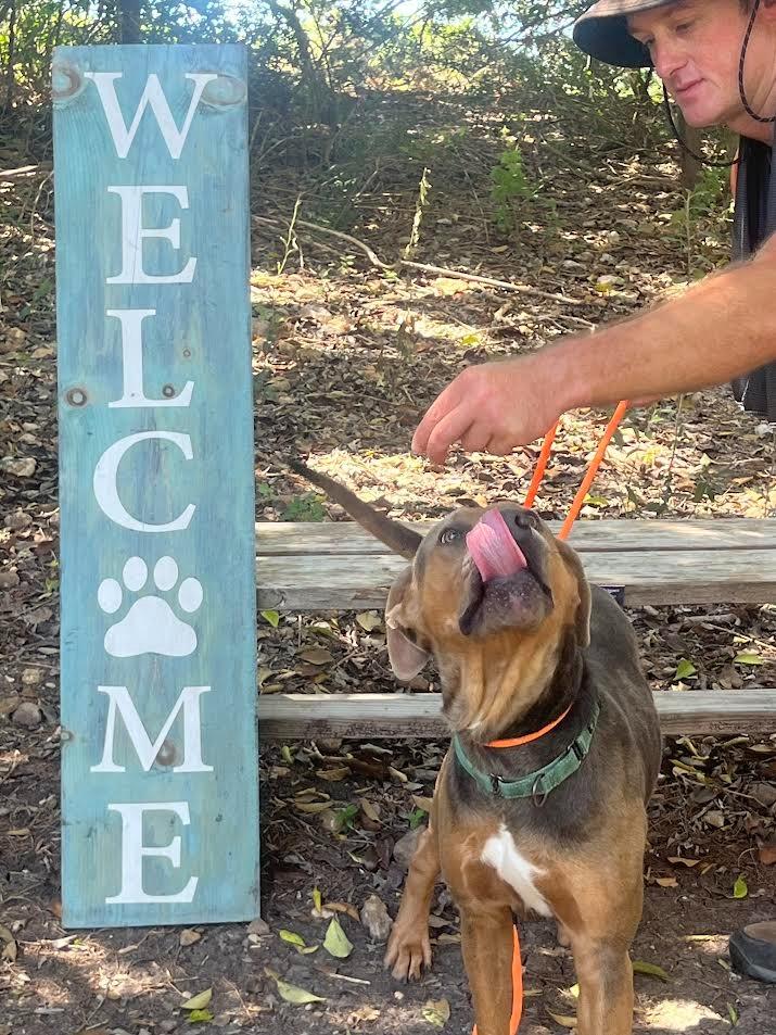 Enlarge Mufasa, a Adoptable Terrier in New Braunfels, TX image 4/6