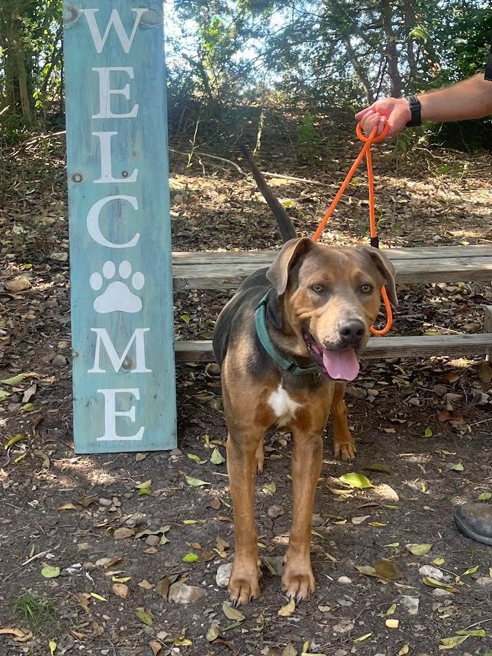 Enlarge Mufasa, a Adoptable Terrier in New Braunfels, TX image 5/6