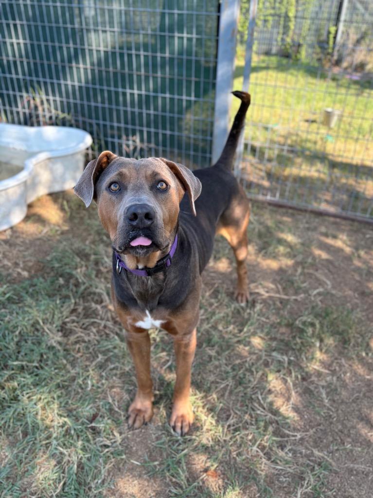Mufasa, a Adoptable Terrier in New Braunfels, TX image 3/6