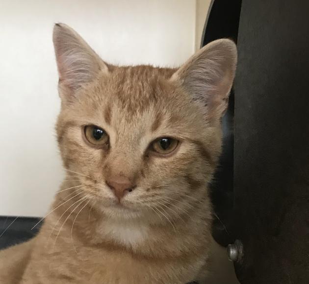 Enlarge Tomato, a Adopted Domestic Short Hair in Buena Vista, CO image 2/4