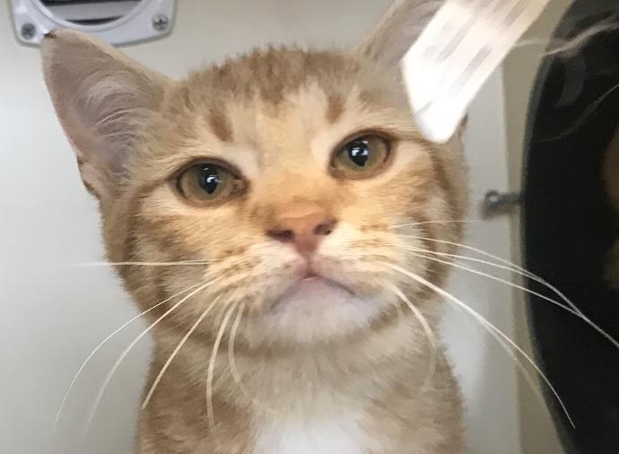 Tomato, Adoptable, Young Male Domestic Short Hair.