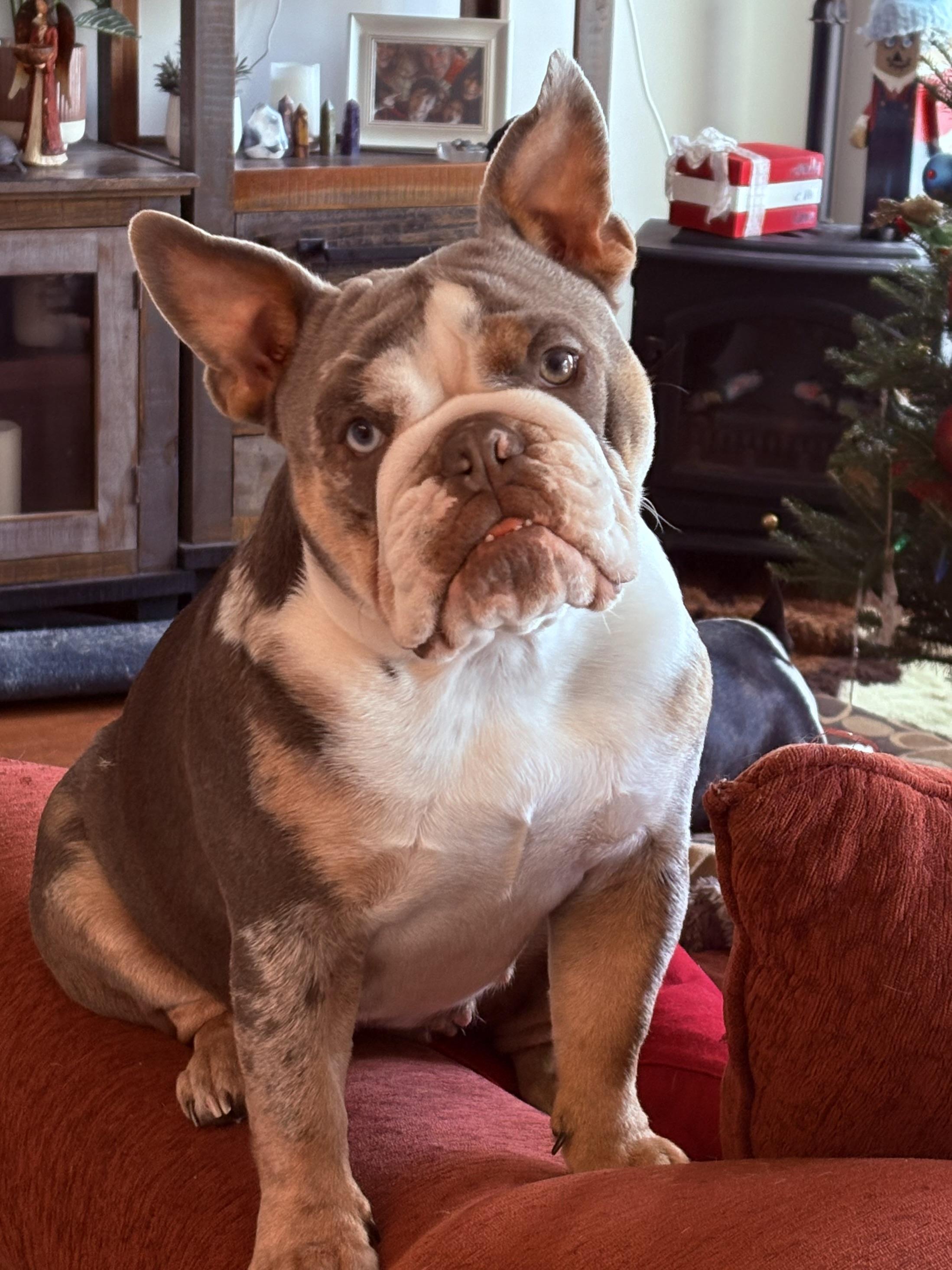 Gracie, a ADOPTABLE mixed breed in Milton, ON image 4/5