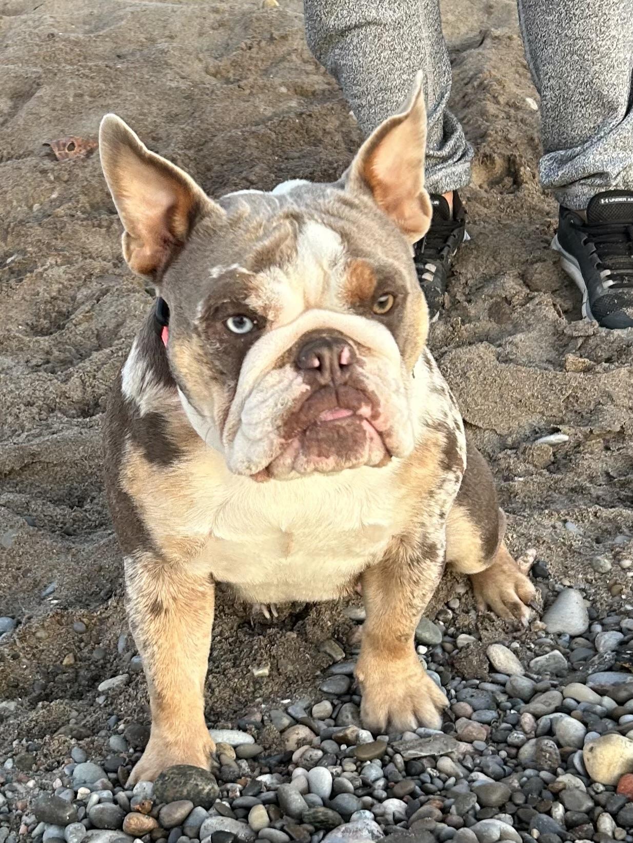 Gracie, ADOPTABLE, Young Female Bulldog.