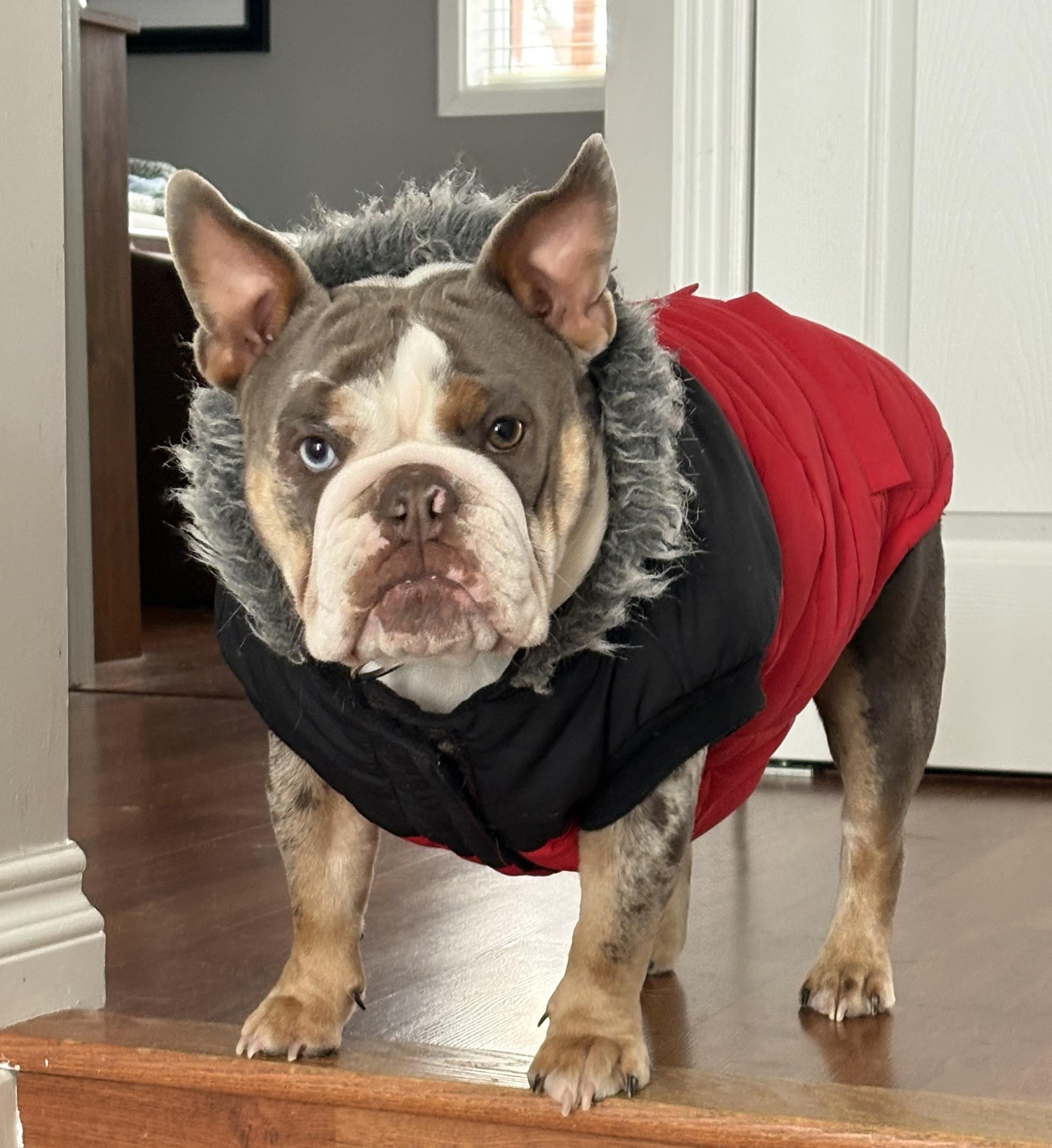 Gracie, a ADOPTABLE mixed breed in Milton, ON image 3/5