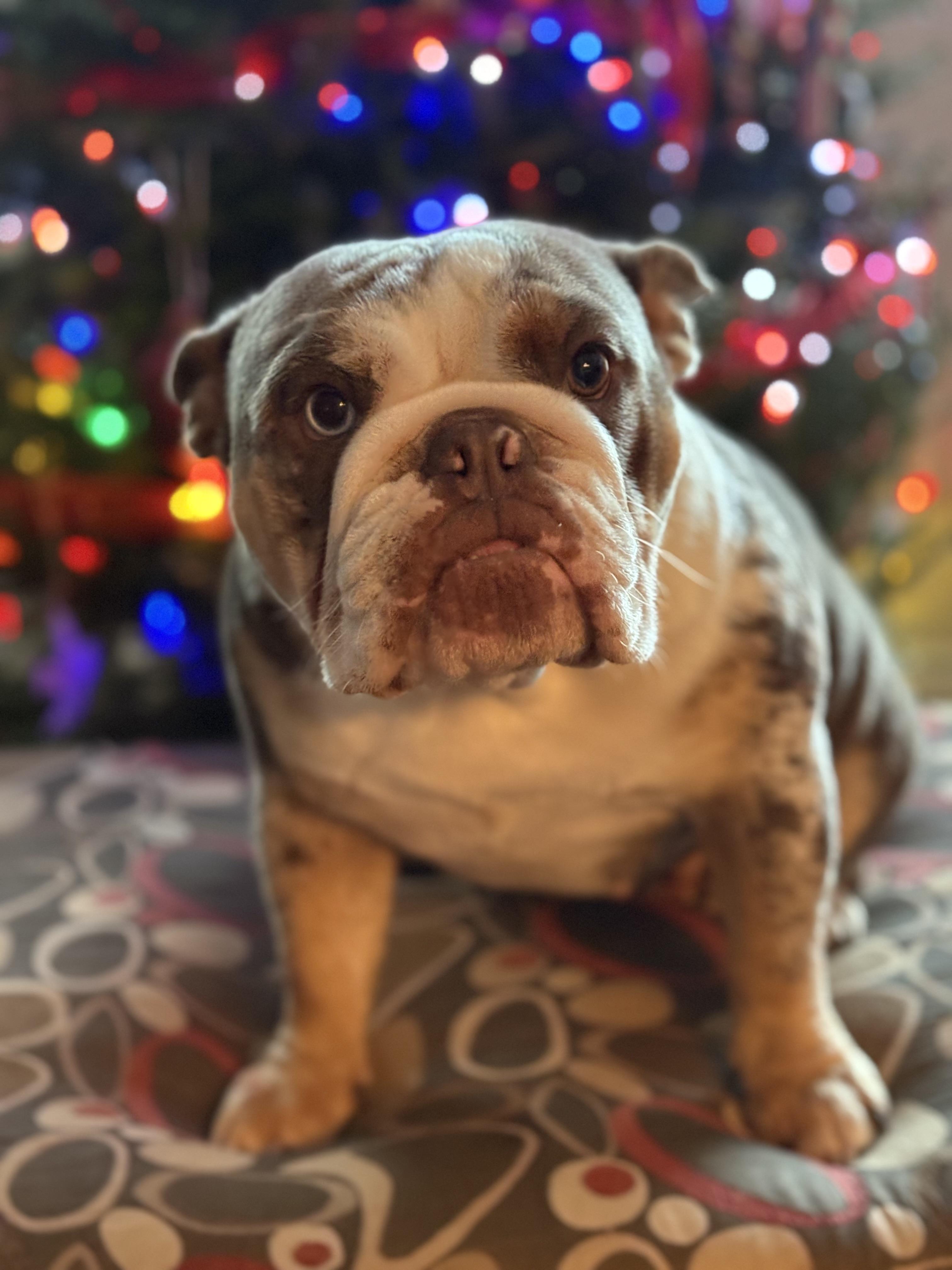 Gracie, a ADOPTABLE mixed breed in Milton, ON image 5/5