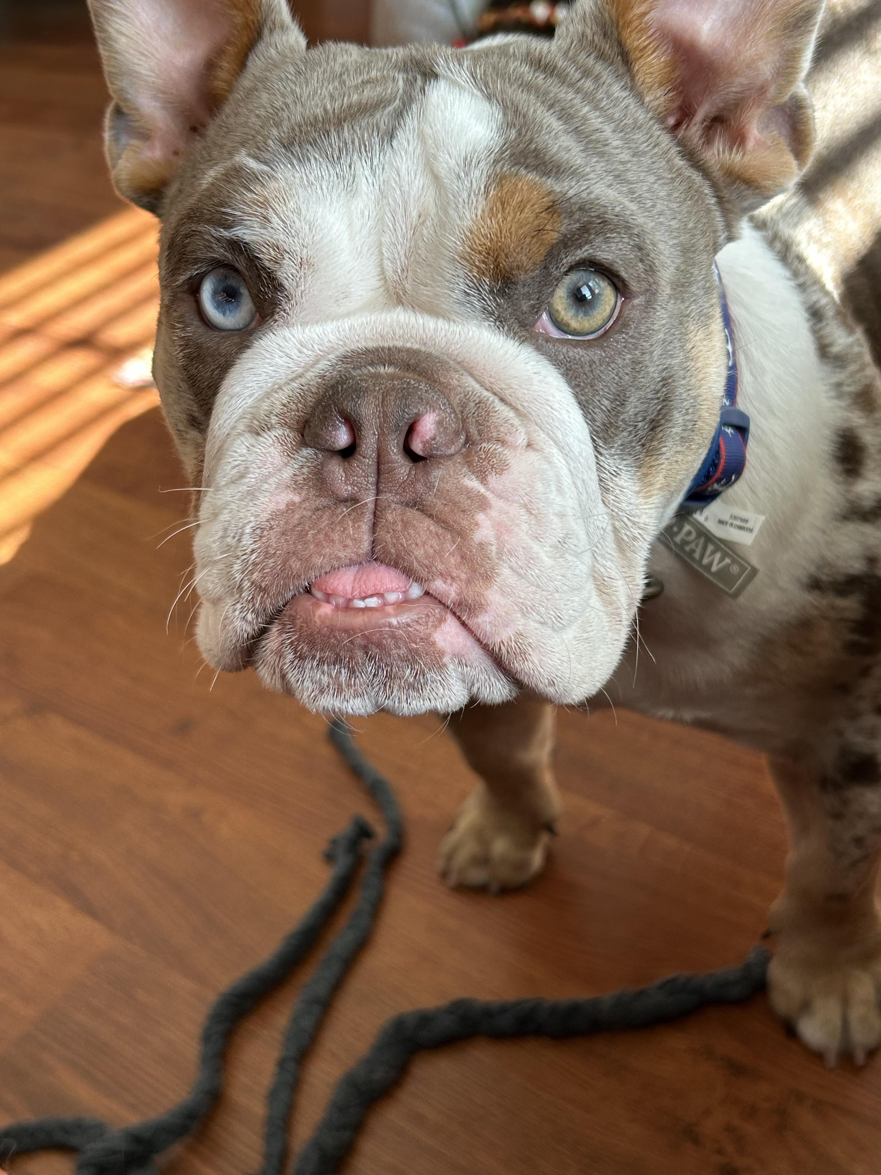 Gracie, a ADOPTABLE mixed breed in Milton, ON image 2/5