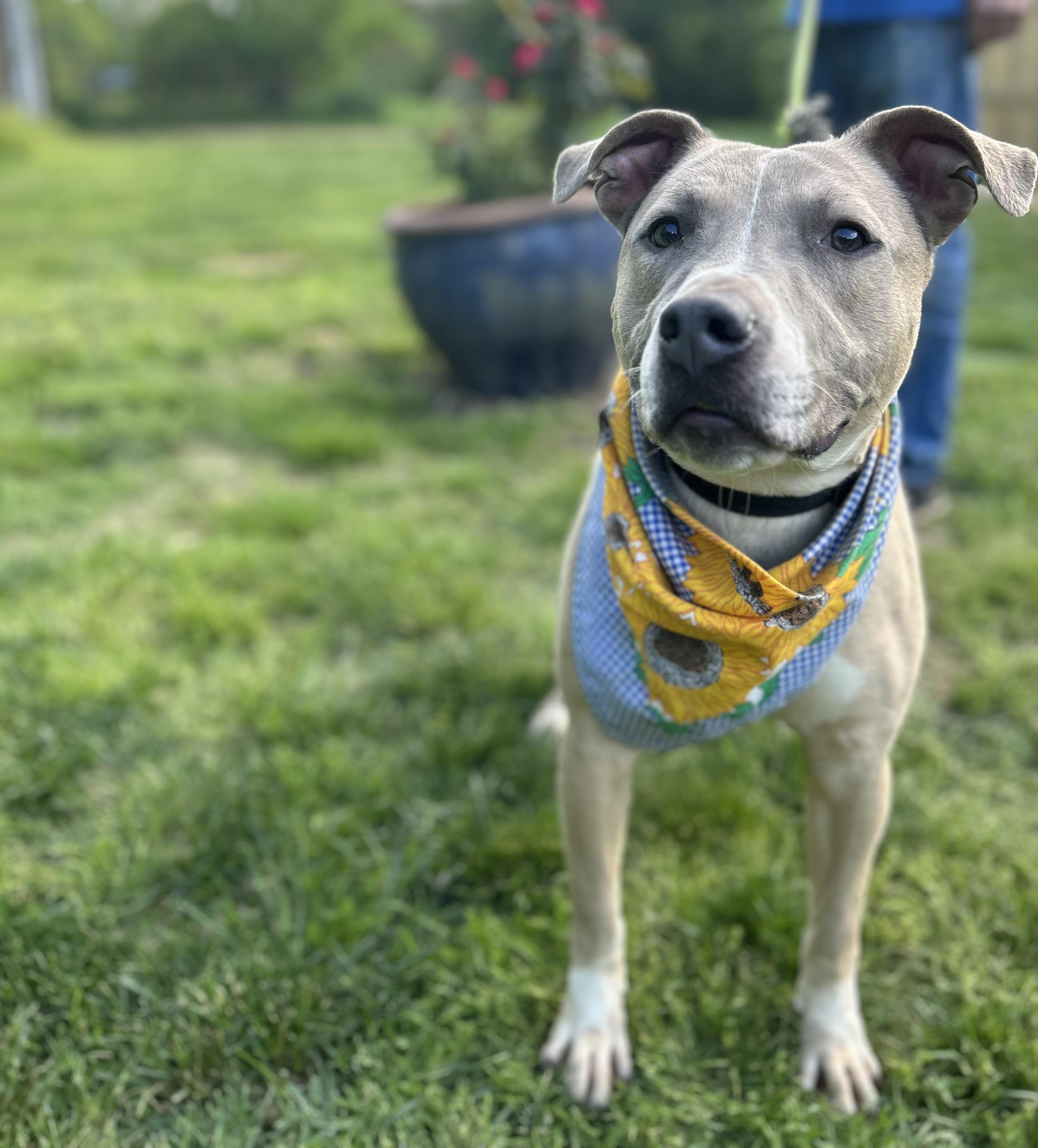 Diesel, a Adopted mixed breed in Scottsville, KY image 1/6