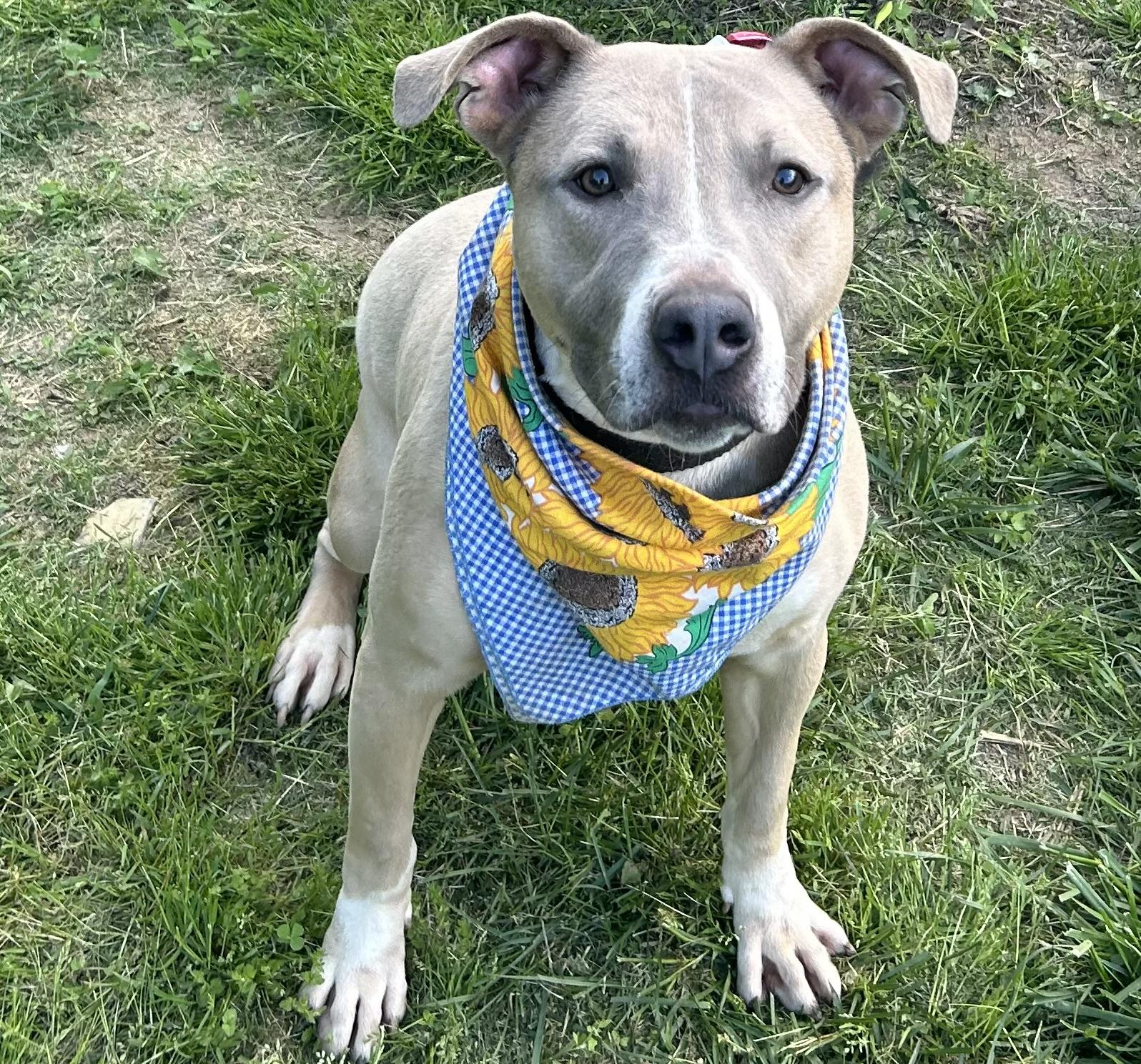 Diesel, a Adopted mixed breed in Scottsville, KY image 2/6