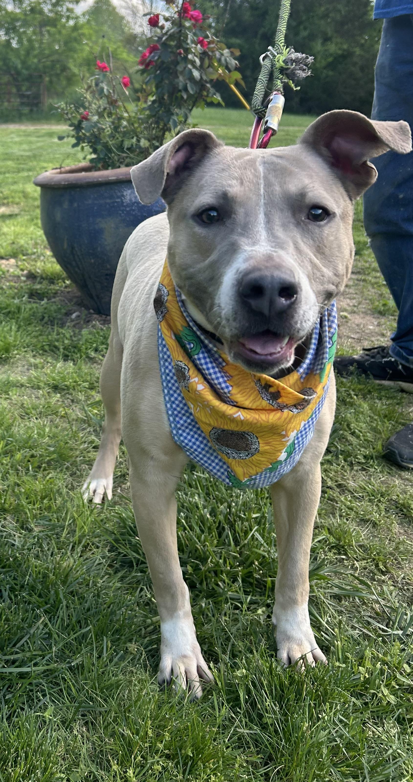 Diesel, a Adopted mixed breed in Scottsville, KY image 3/6
