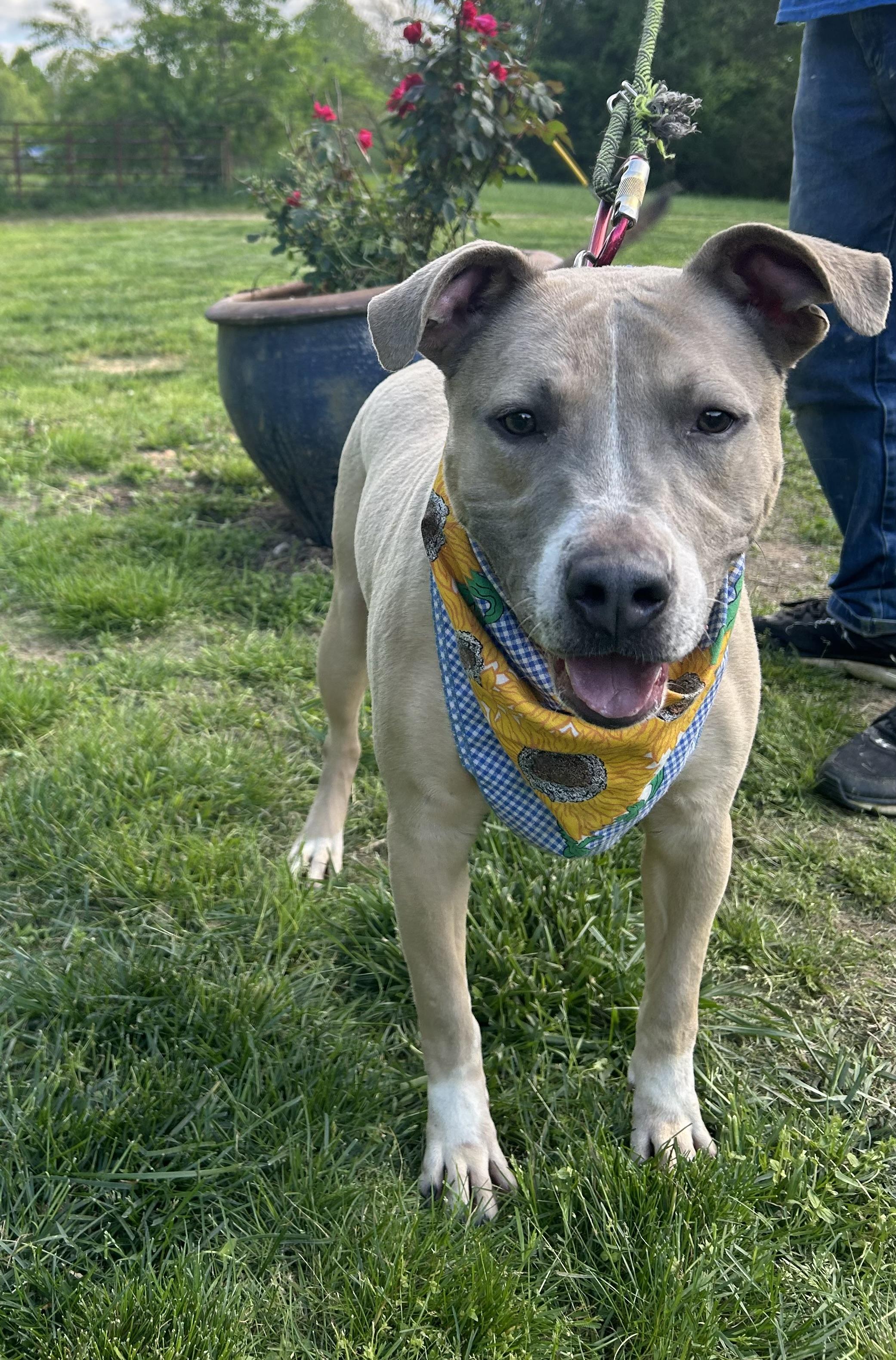 Diesel, a Adopted mixed breed in Scottsville, KY image 4/6