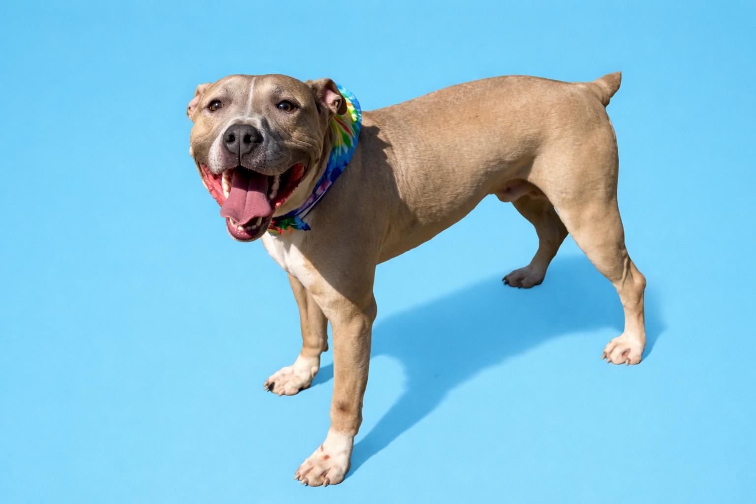 Diesel, adoptable, Young Male Pit Bull Terrier.