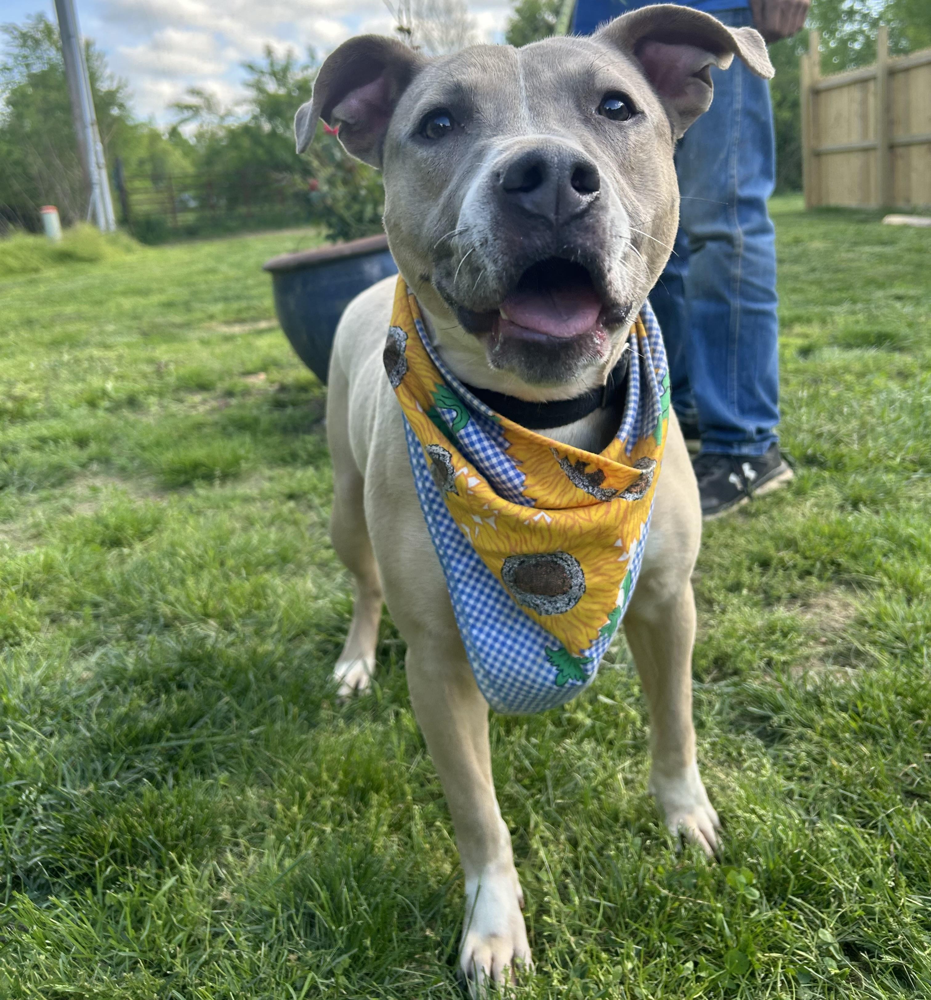 Diesel, a Adopted mixed breed in Scottsville, KY image 5/6