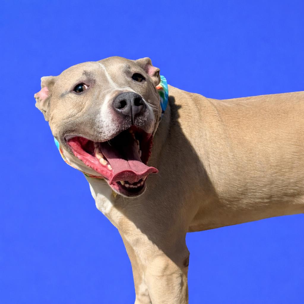 Enlarge Diesel, an adoptable mixed breed in Scottsville, KY image 2/4