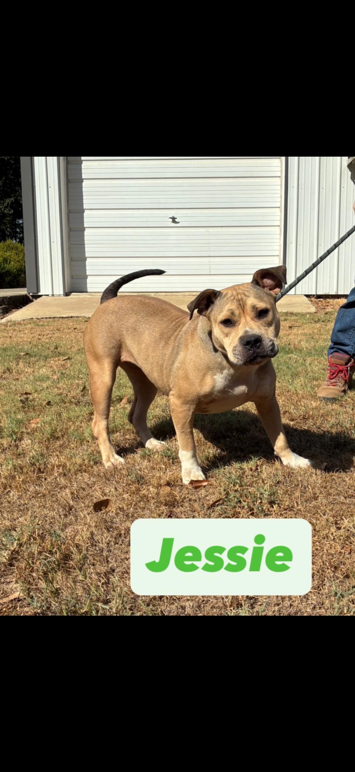 Jessie -5 years old, Adoptable, Adult Female American Bulldog.