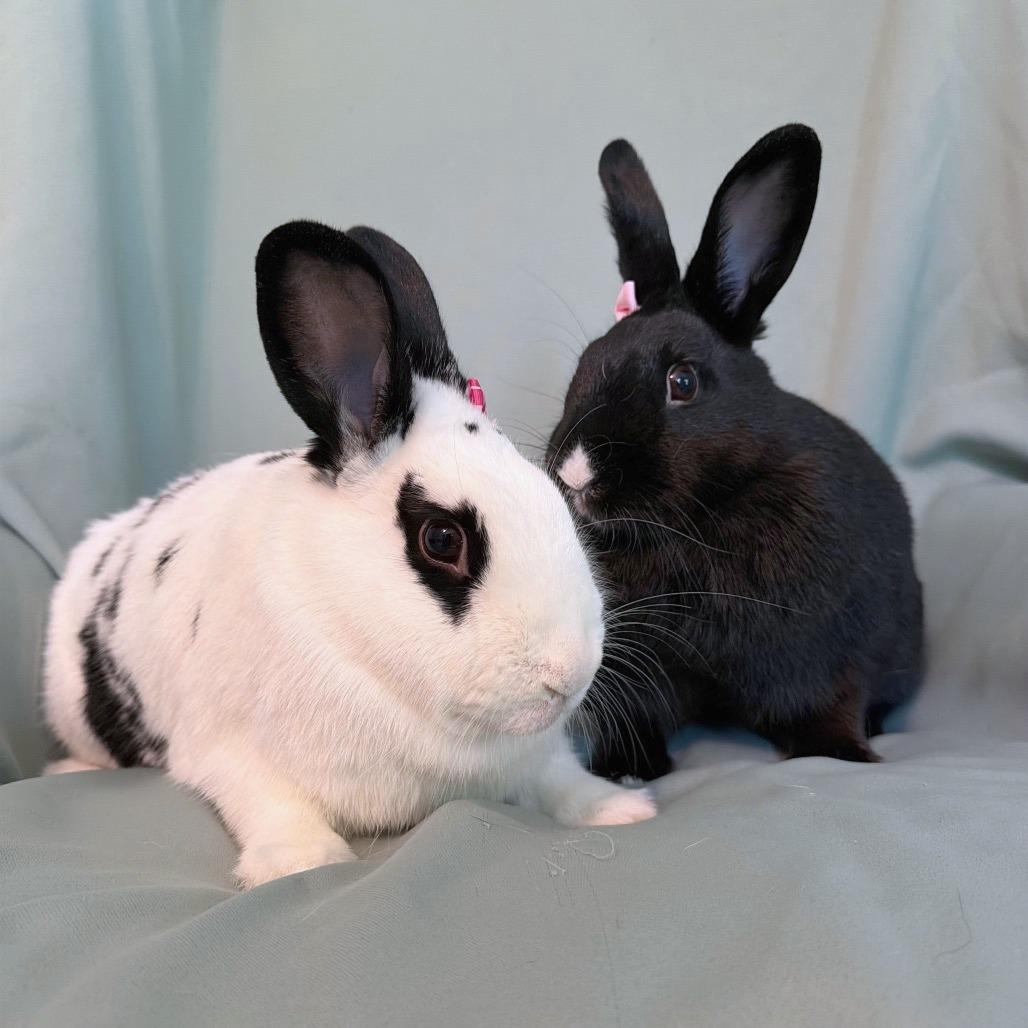 Enlarge Bell (bonded to Pimento), a Adoptable Havana in Columbia, MD image 4/5
