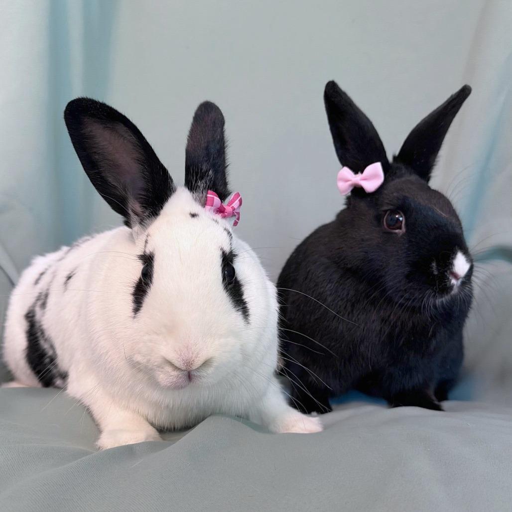 Enlarge Bell (bonded to Pimento), a Adoptable Havana in Columbia, MD image 1/5
