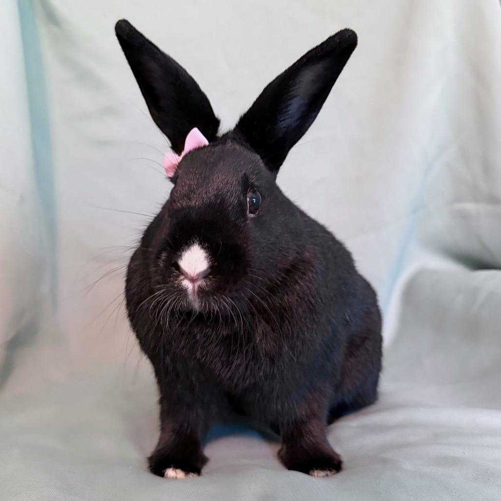 Enlarge Bell (bonded to Pimento), a Adoptable Havana in Columbia, MD image 3/5