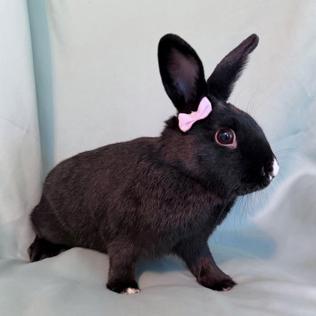 Enlarge Bell (bonded to Pimento), a Adoptable Havana in Columbia, MD image 2/5