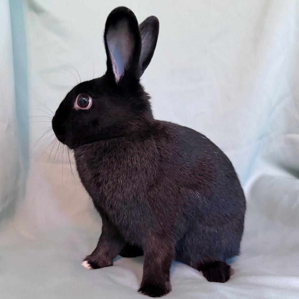 Enlarge Bell (bonded to Pimento), a Adoptable Havana in Columbia, MD image 5/5