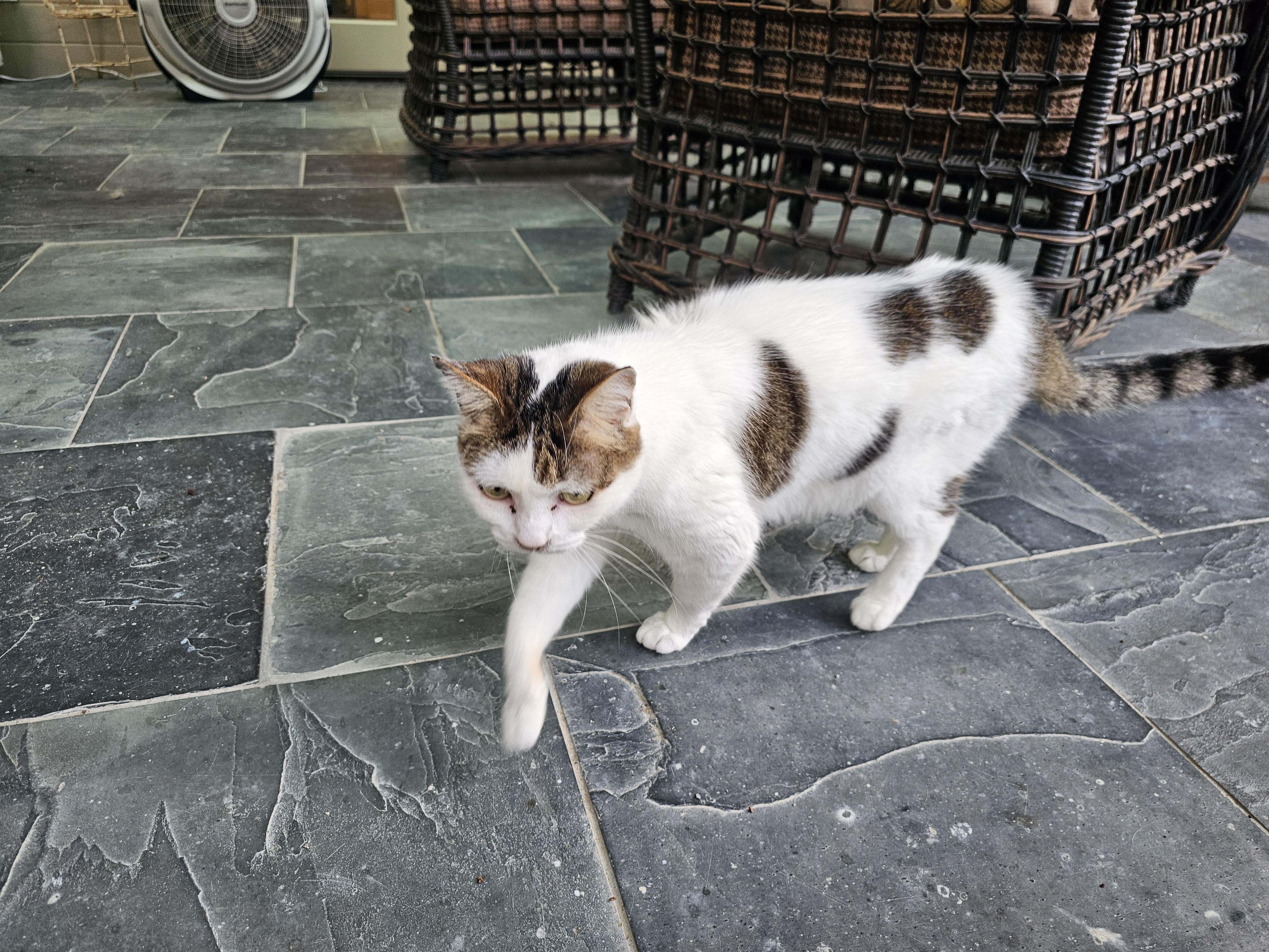 Puddin', a ADOPTABLE Domestic Short Hair in Nashville, TN image 2/2