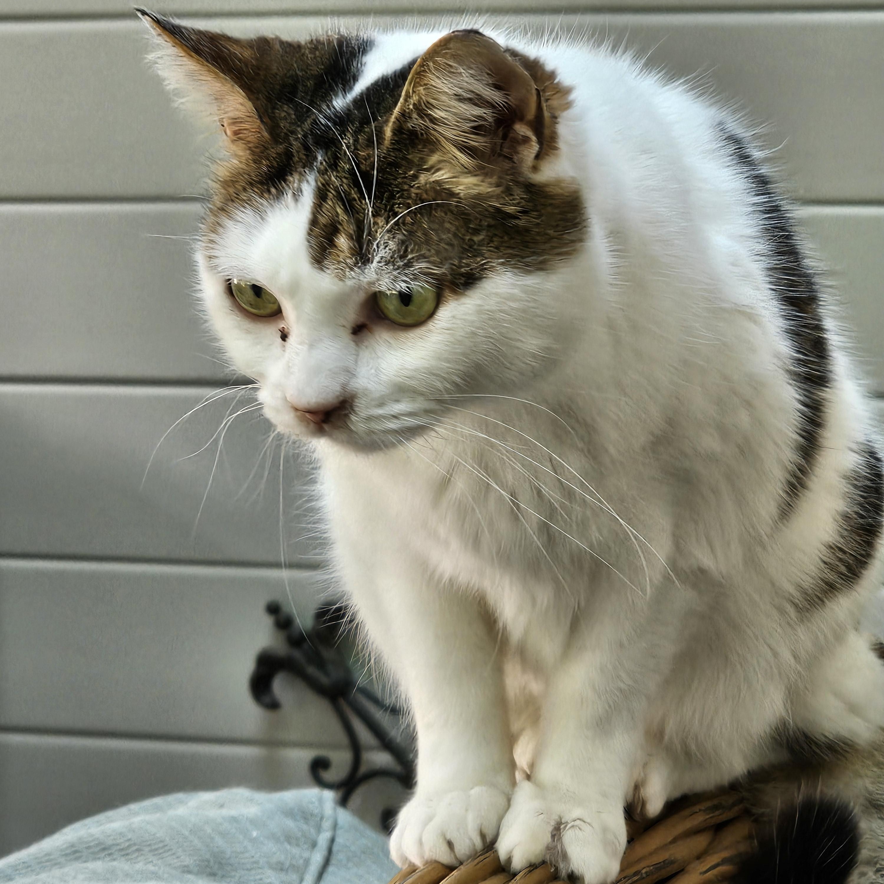 Puddin', ADOPTABLE, Senior Female Domestic Short Hair.