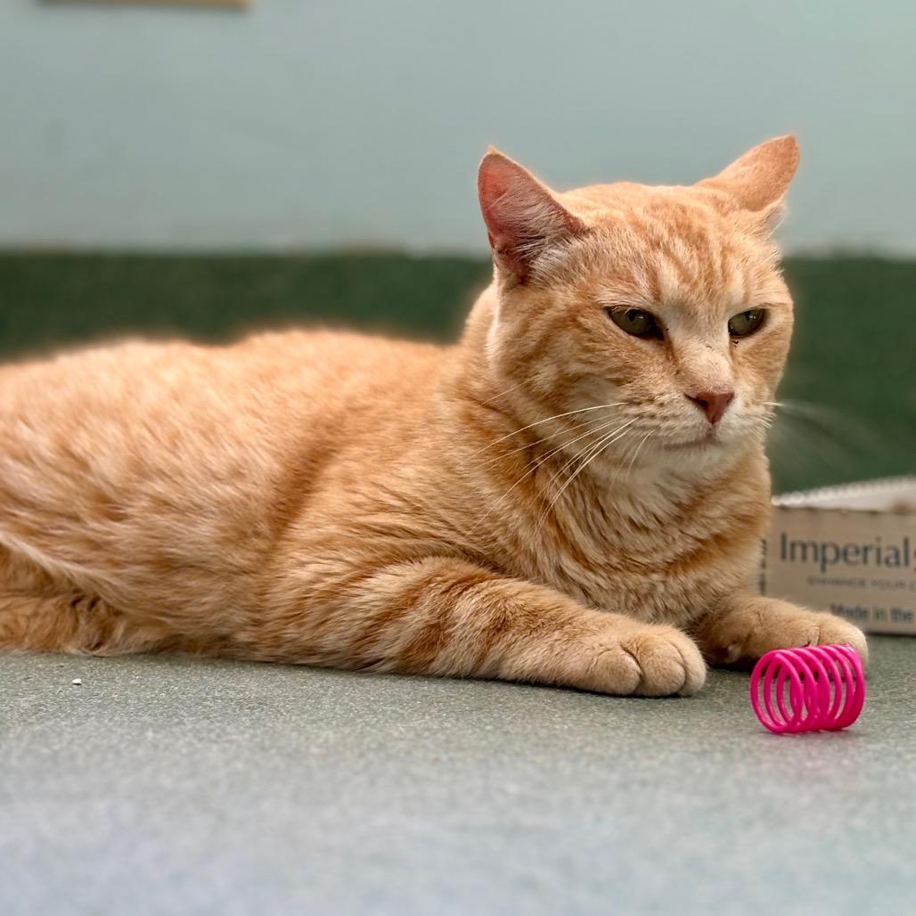Enlarge Geralt, a Adoptable Domestic Short Hair in New Fairfield, CT image 1/6