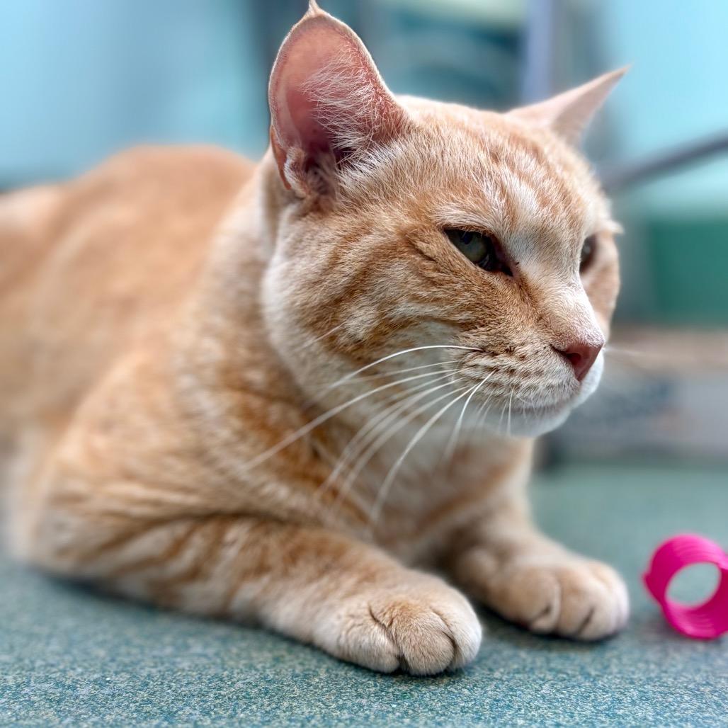 Enlarge Geralt, a Adoptable Domestic Short Hair in New Fairfield, CT image 2/6