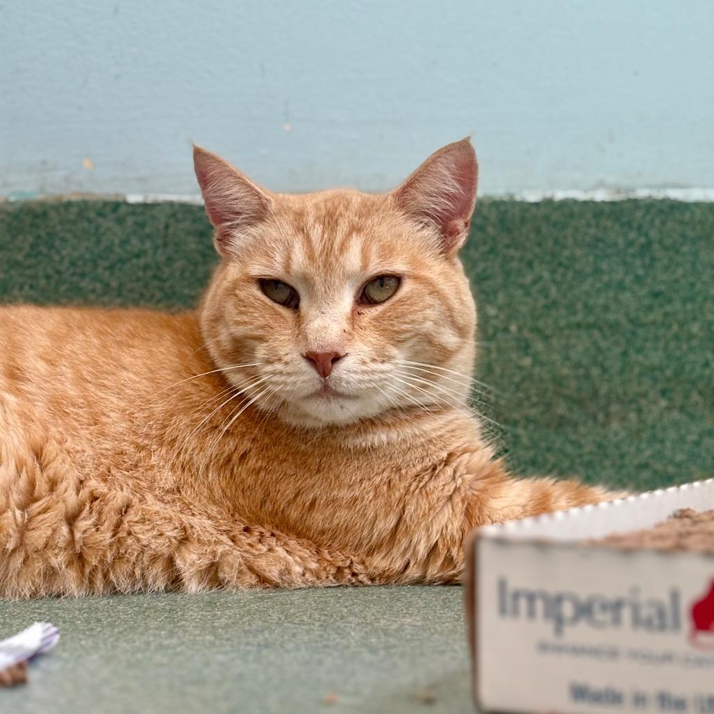 Enlarge Geralt, a Adoptable Domestic Short Hair in New Fairfield, CT image 3/6