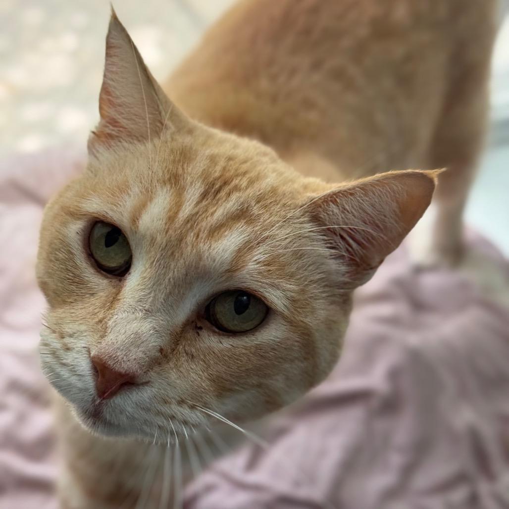 Enlarge Geralt, a Adoptable Domestic Short Hair in New Fairfield, CT image 4/6