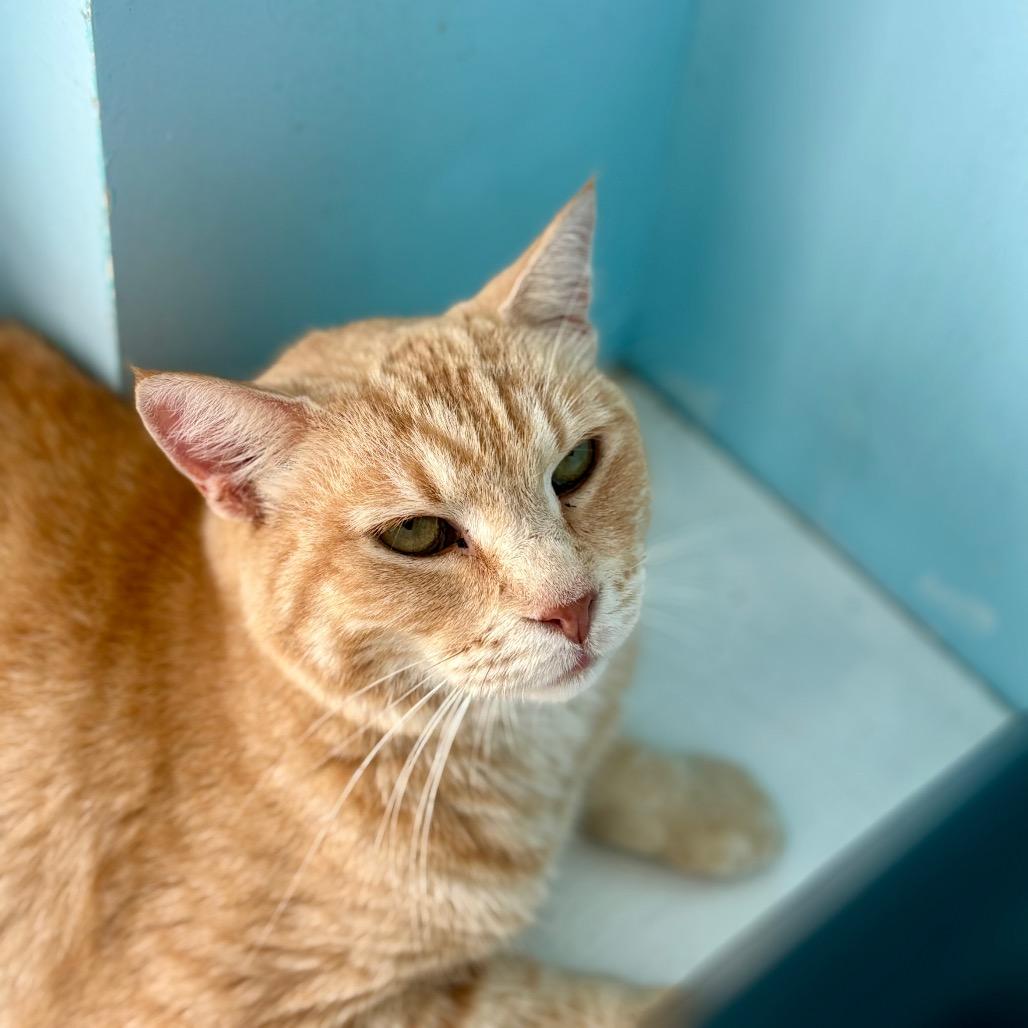 Enlarge Geralt, a Adoptable Domestic Short Hair in New Fairfield, CT image 5/6