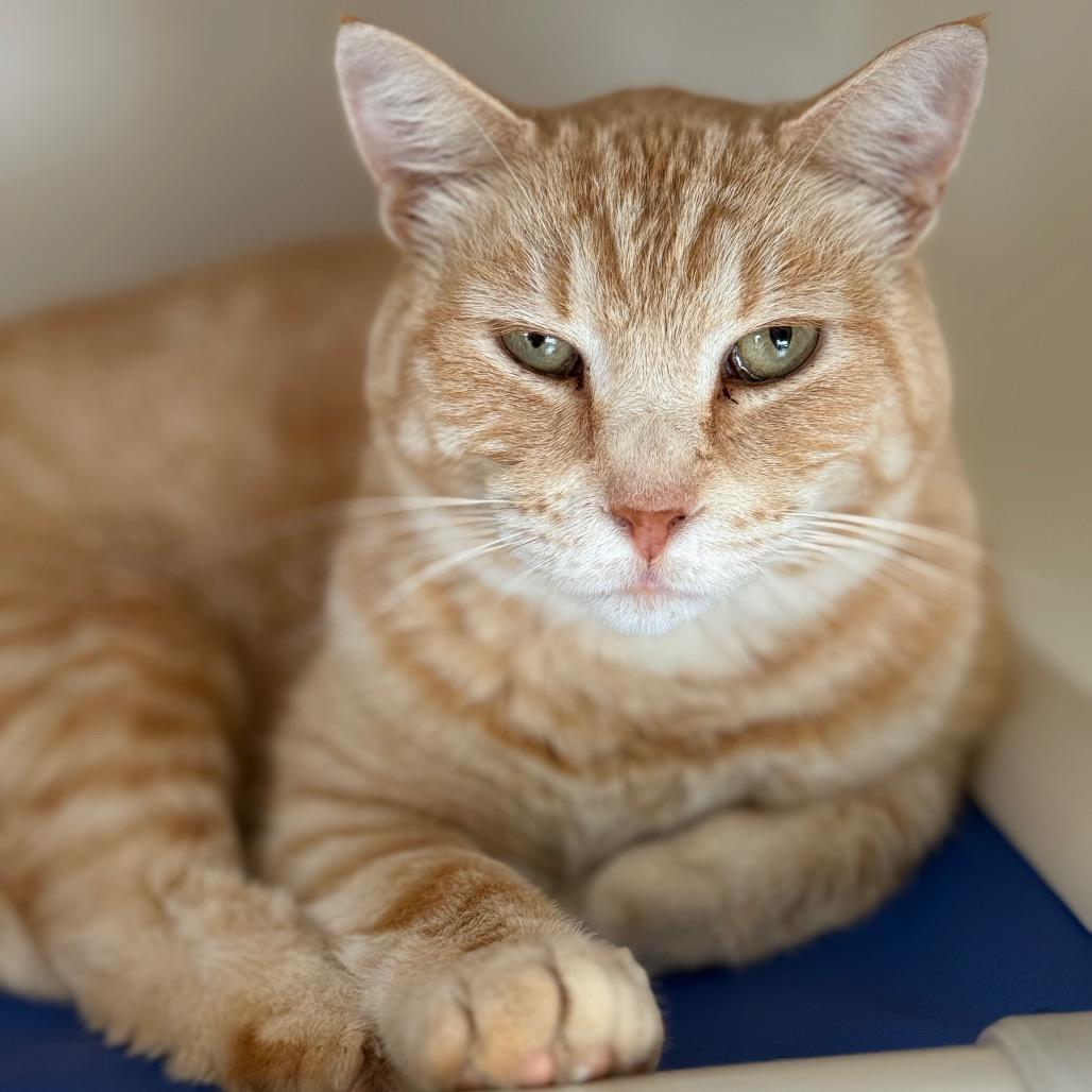 Enlarge Geralt, a Adoptable Domestic Short Hair in New Fairfield, CT image 6/6
