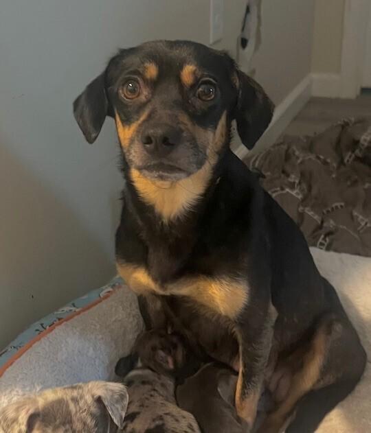 Penelope, a Adoptable mixed breed in Washington, DC image 2/3