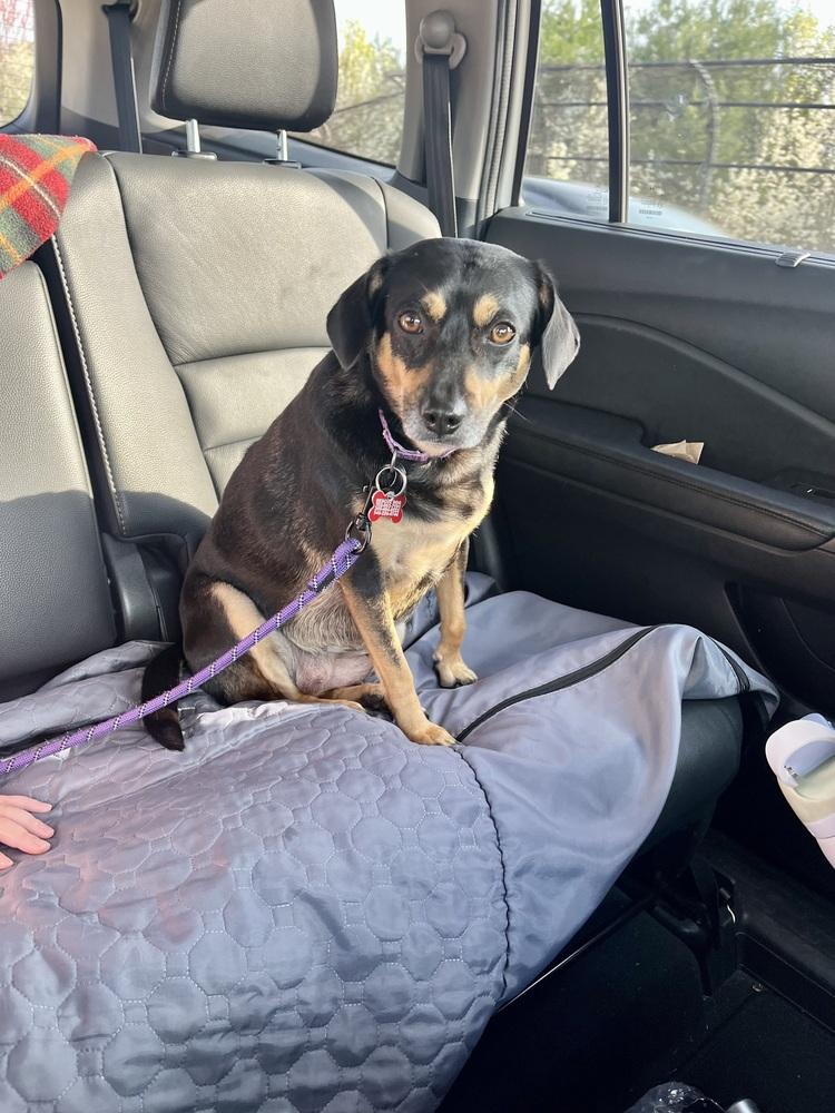 Enlarge Penelope, a Adoptable mixed breed in Washington, DC image 3/5