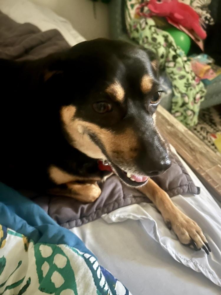 Enlarge Penelope, a Adoptable mixed breed in Washington, DC image 4/5